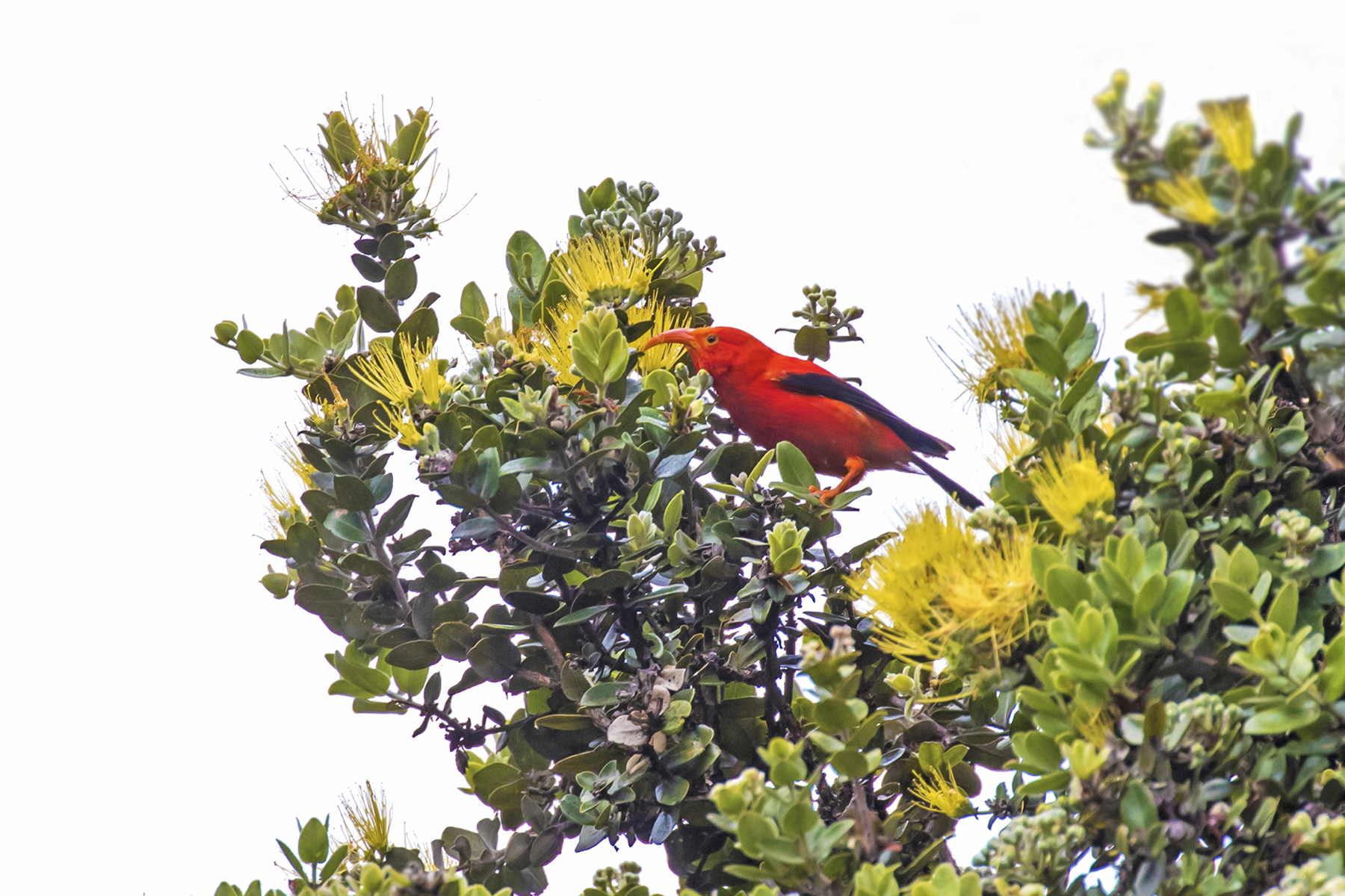 A Hawaiian iʻiwi sits in the yellow blossoms of an ohia lehu tree in Hawaii.