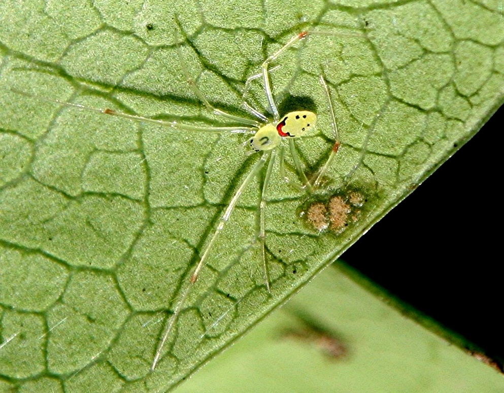 Hawaiian Happyface spider on the underside of a leaf guarding eggs.