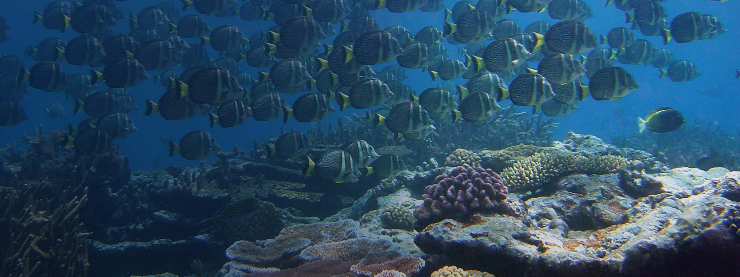 Fishes swarming the reef at the National Park of American Samoa