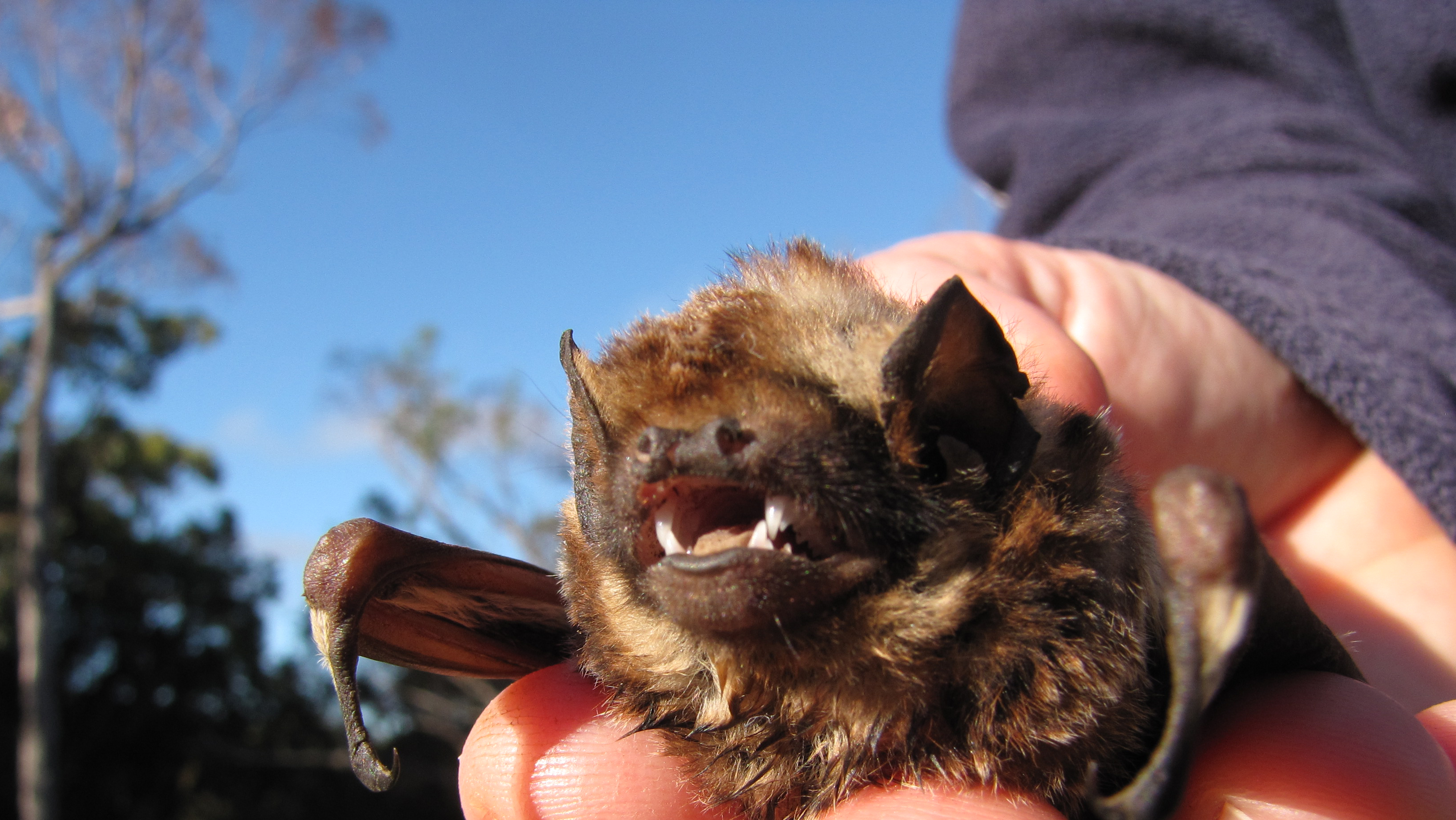 Hawaiian hoary bat in hand of a USGS scientist.