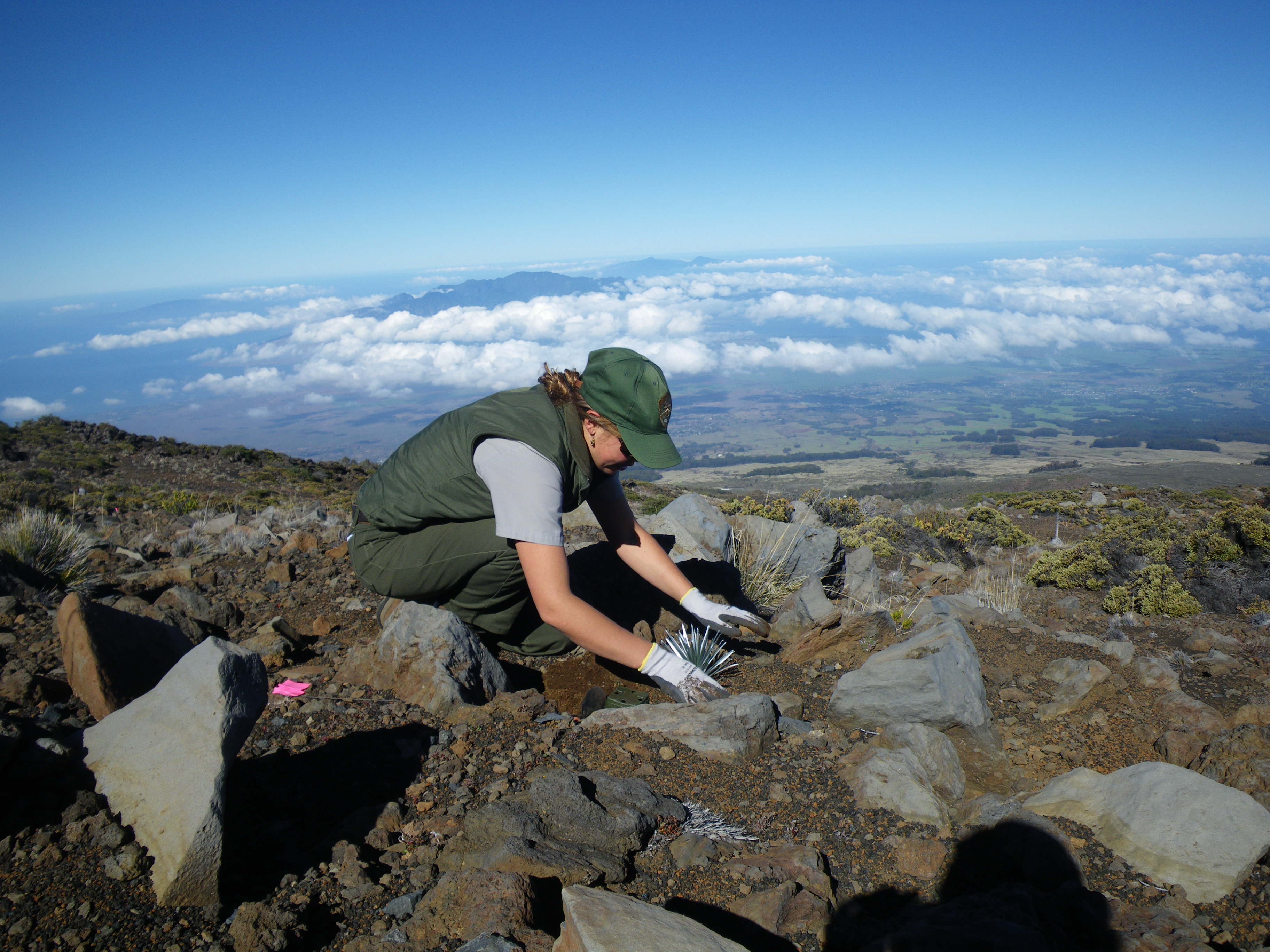 An employee of the National Park Service tenderly cradles a silversword seedling on the summit of Haleakala Volcano on Maui